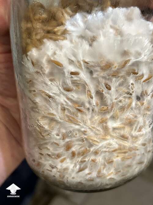 Example of great mycelium growth grain colonization