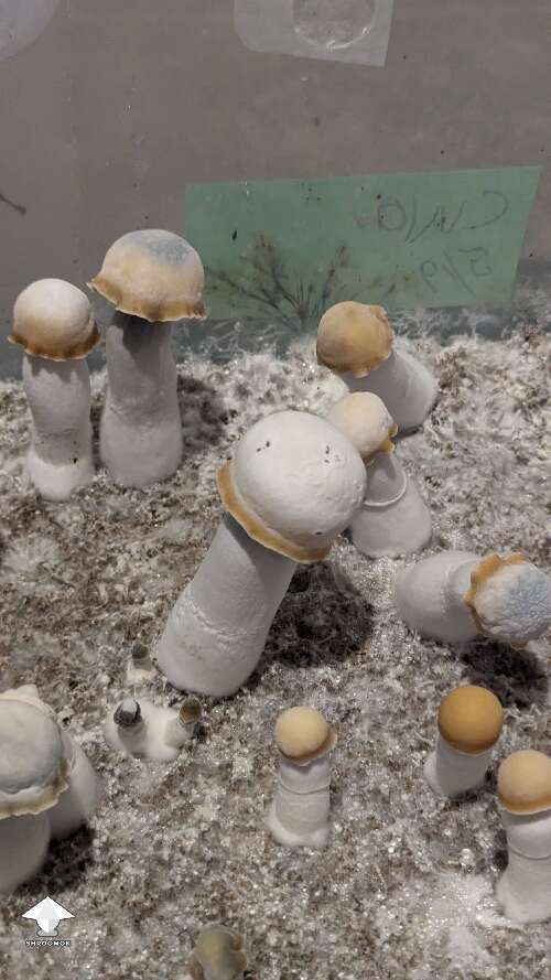 Clockwork Orange magic mushrooms - TAT iso