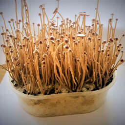 Psilocybe Tampanensis mushroom fruiting flush