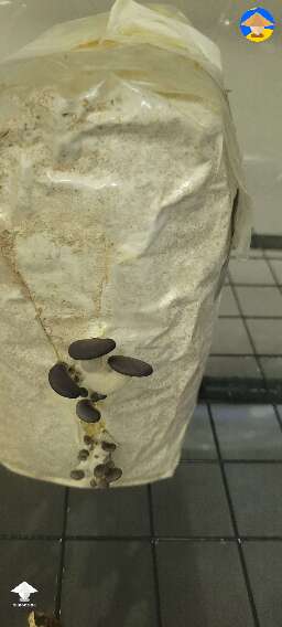 I was growing oysters in SGFC, then switched to a martha. I was having aborts. Wondering if they are looking okay now