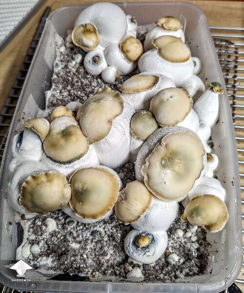 Bluey Vuitton mushrooms fruiting #2