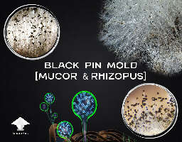 Black Pin Mold