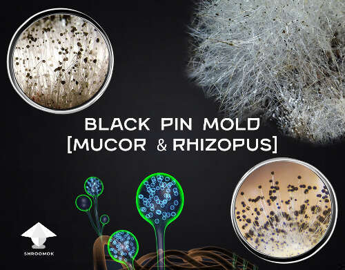 Black pin mold mucor rhizopus contamination in mushroom cultivation