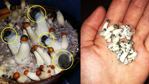 Why mushrooms stop growing? Mushroom aborts