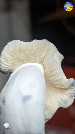 Picked fatty Jack Frost mushrooms #6