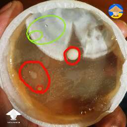 bacterial contam on agar and healthy areas for agar to agar transfer