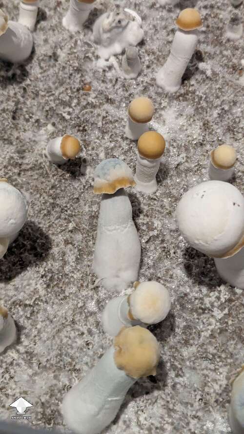Clockwork Orange magic mushrooms growing #4