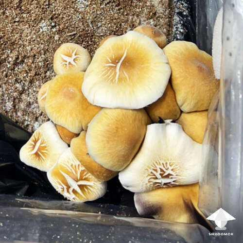 Cracks on mushroom caps