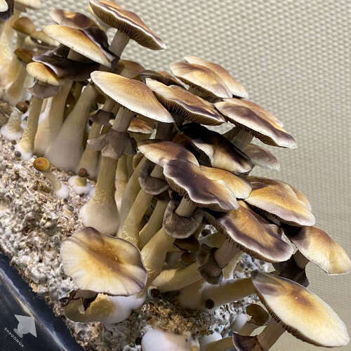 Mushroom cake golden teacher fruiting