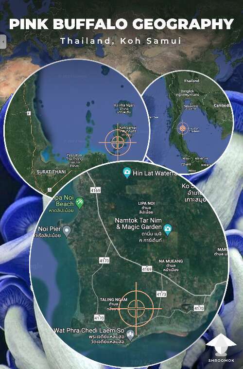Where Psilocybe Cubensis Pink Buffalo mushrooms were found in Thailand, Koh Samui island. Map according to John's Allen story