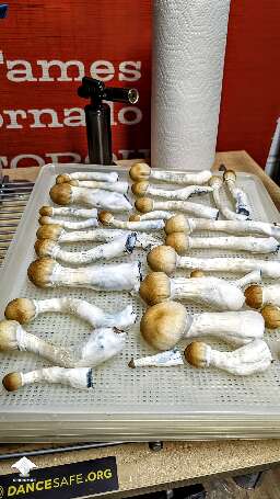 Harvested Tidal Wave flush #3