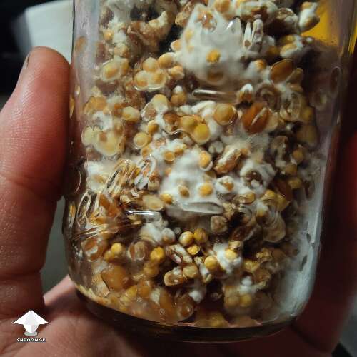 Millet spawn jar - wet slimy grain - example of bacterial contamination