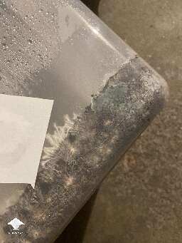 Green mold - 66qt tub didnt even make it to fruiting stage #2