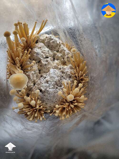 Enoki mushrooms fruiting out of a bag