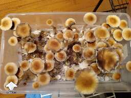 Cubensis Tidal Wave mushroom fruiting shoebox