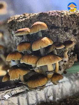 Psilocybe Cubensis Pink Buffalo