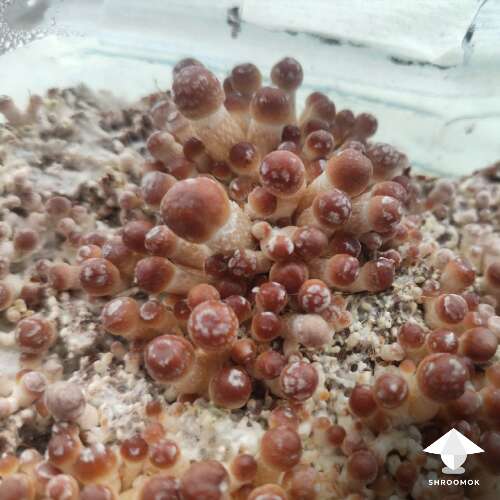 How to grow mushrooms in plastic bottle