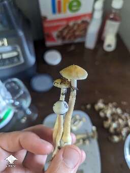 Costa Rican shrooms