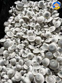 Iceberg mushrooms