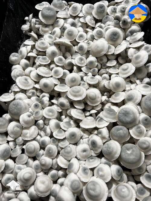 Iceberg mushrooms