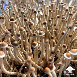 Psilocybe Tampanensis mushrooms fruiting