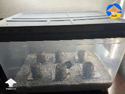 Trying to grow some GTs with PF tek. Is it normal to have only a few pins on each cake? #2
