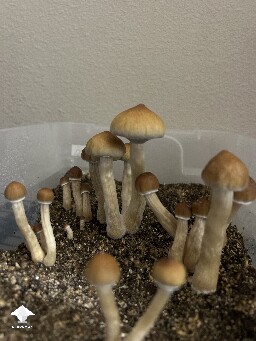 2nd flush of Amazonian mushrooms is almost complete #2