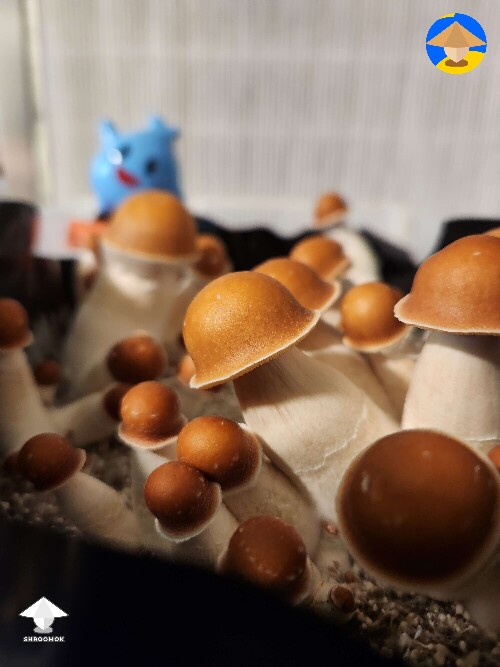 Gorgeous Mak mushrooms