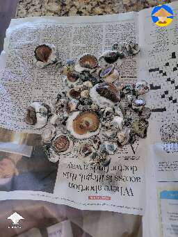 Koh Samui Super Strain KSSS mutated mushrooms harvest