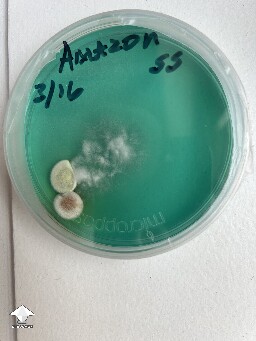 Tested spore syringes on agar - contaminated with mold