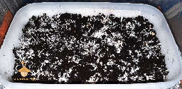 Cubensis Brazil strain mushrooms day 28