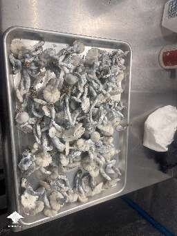 Good flush of Jack Frost magic mushrooms #2