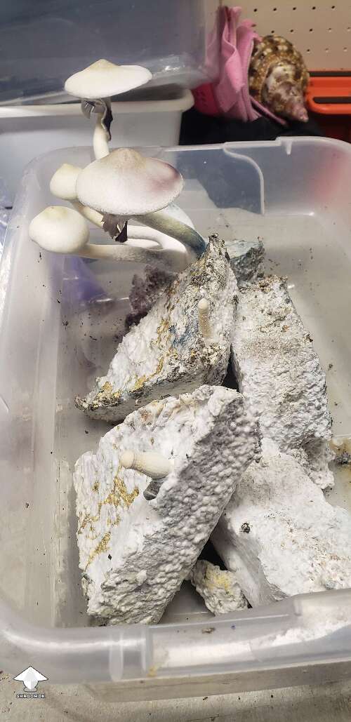 The never ending cake keeps cranking out these APE-R mushrooms. Almost 200g dry harvested out of this one bin