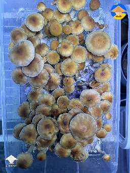Malabar Coast - 2nd flush