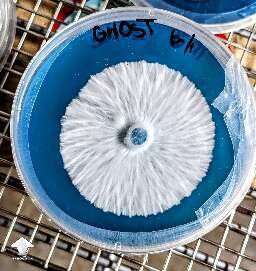 Mushroom cultures on agar - nice mycelium growth #2