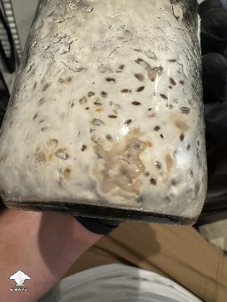 Small bacterial contam in grain spawn