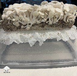 Pearly Gates mushrooms are ready for harvesting #4