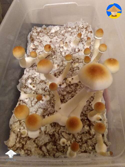 Flush of Luminous Lucy mushrooms fruiting