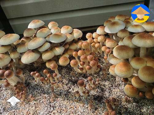 First ever mushroom growing