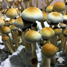 Psilocybe natalensis magic mushroom cultivation