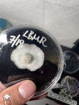 Grain spawn sample transfer to Agar