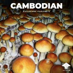 Psilocybe cubensis cambodian features