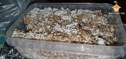 Cake affected by blue-green mold on vermiculite casing layer