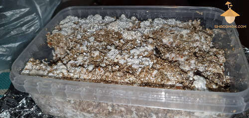 Cake affected by blue-green mold on vermiculite casing layer