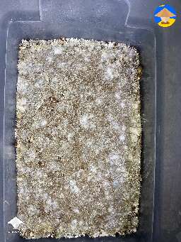 What’s going on here? Yellow spots on mycelium