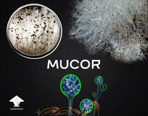 Mucor