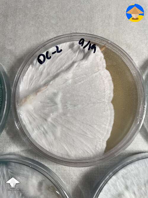 Mycelium agar work 