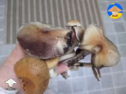 Are second flushes produce huge shrooms for everyone?