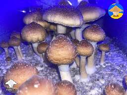 Jedi Mind F first flush
