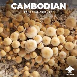 Magic mushroom cambodia growing effects